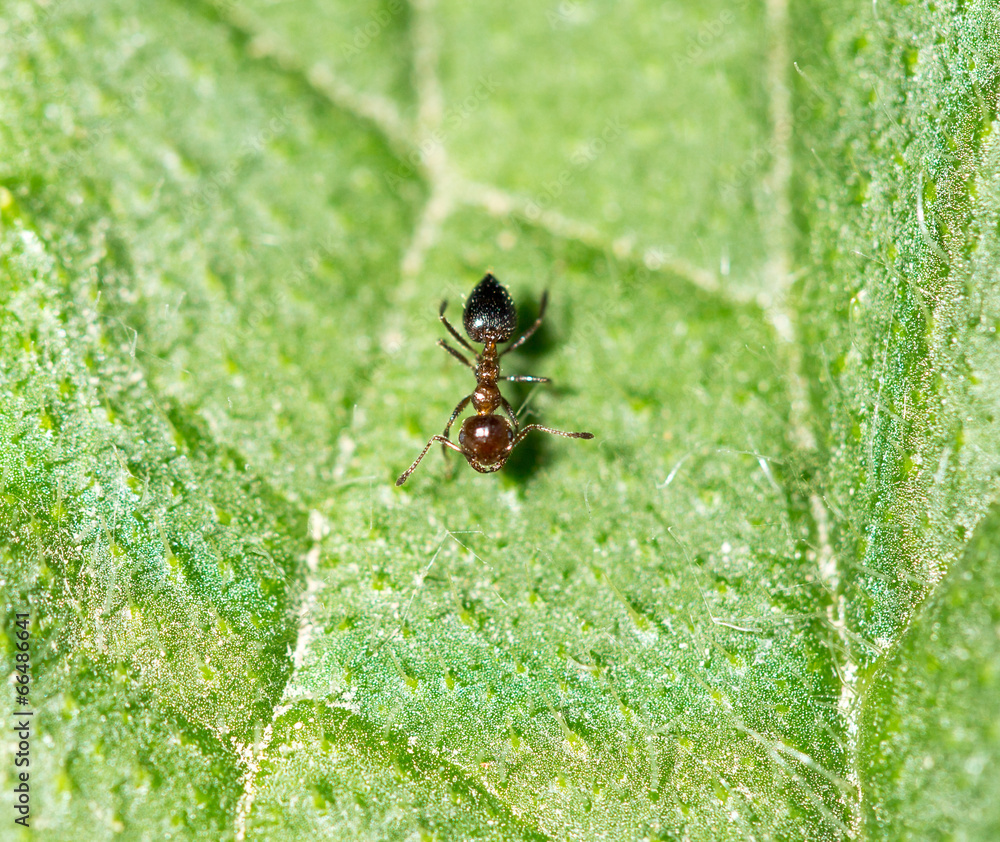 ant in nature. macro ant in nature. macro