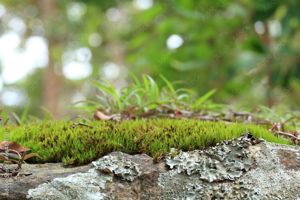 Moss on Stone in Tropical Forrest. Moss on Stone in Tropical Forrest.