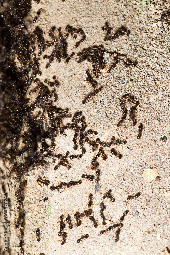 thousands of black ants on stony ground thousands of black ants on stony ground