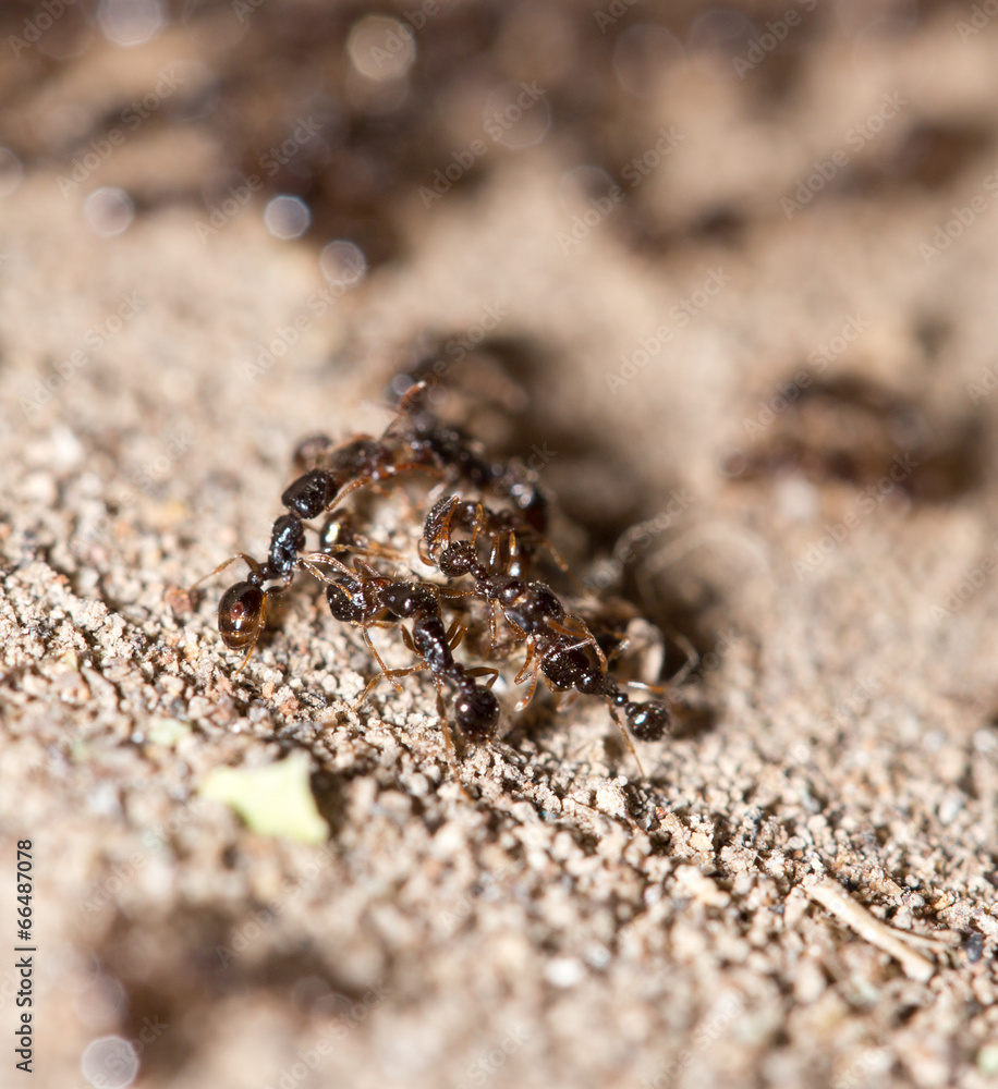 thousands of black ants on stony ground thousands of black ants on stony ground