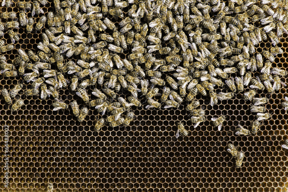 Close up honeycombs