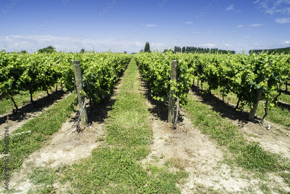 Green Vineyards