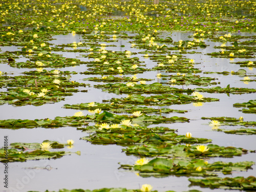 Water lily on water surface