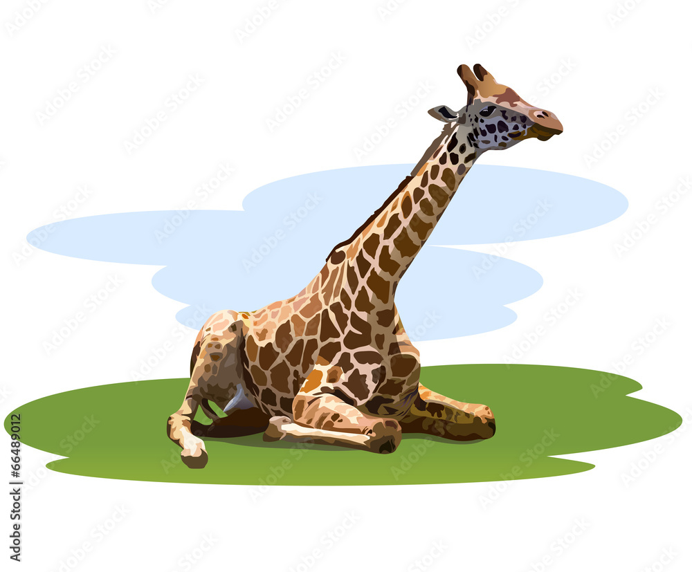 Fototapeta premium tired giraffe