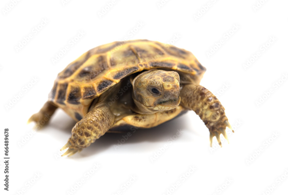 Naklejka premium Turtle on a white background