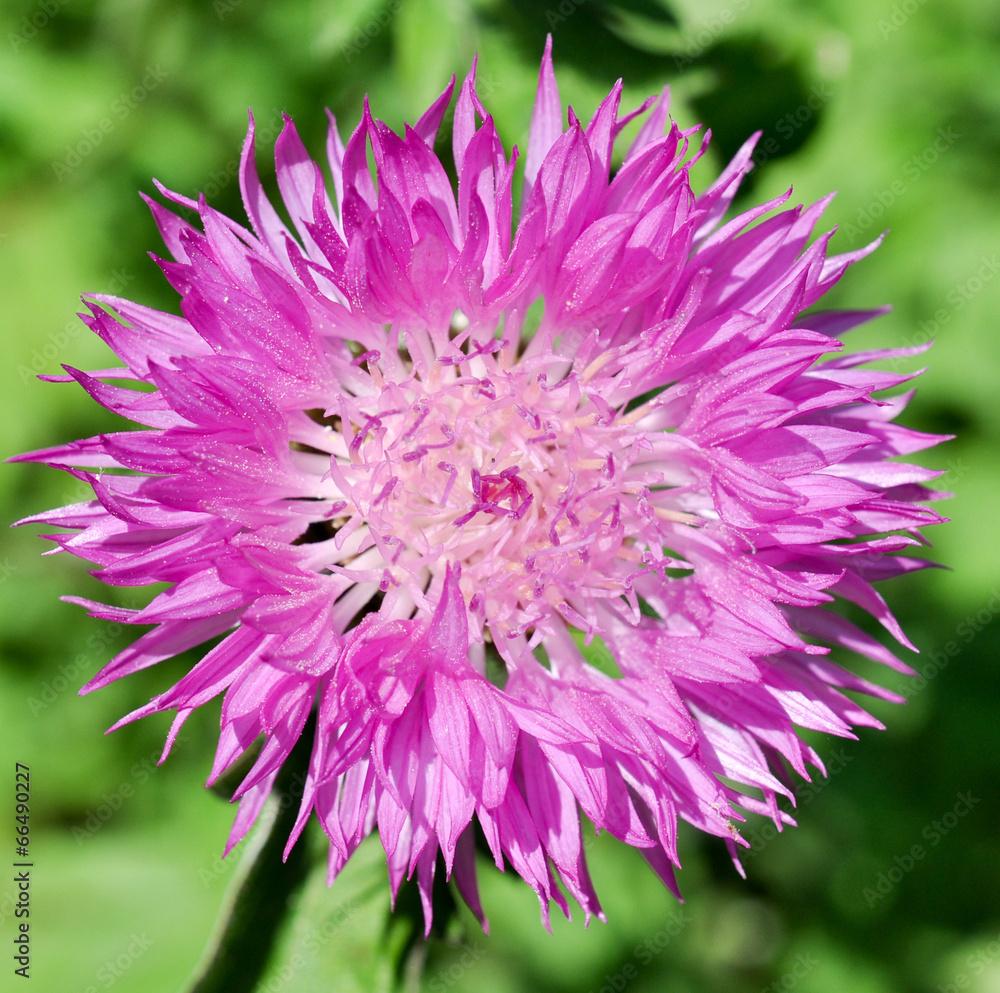 Distel Blume Distel Blume