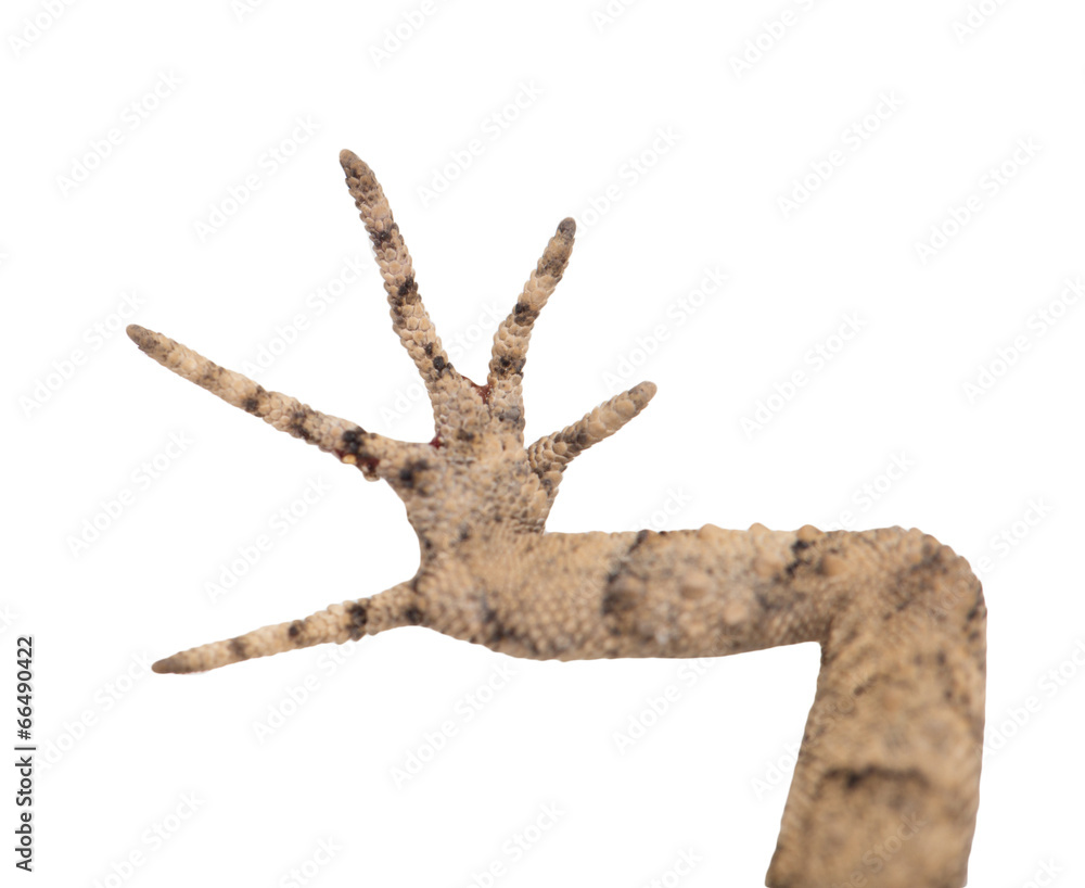 Fototapeta premium foot lizard on a white background. macro