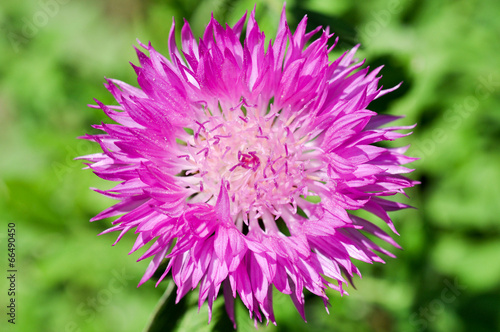 Distel im Garten