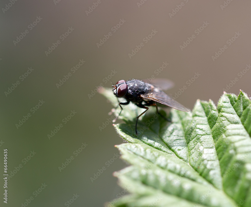 fly in nature. Macro fly in nature. Macro