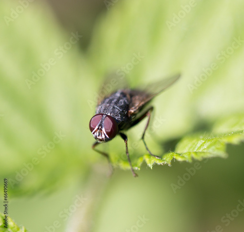 fly in nature. Macro