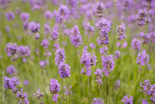 Violet flowering Lavender