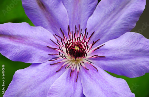 The clematis flower closeup