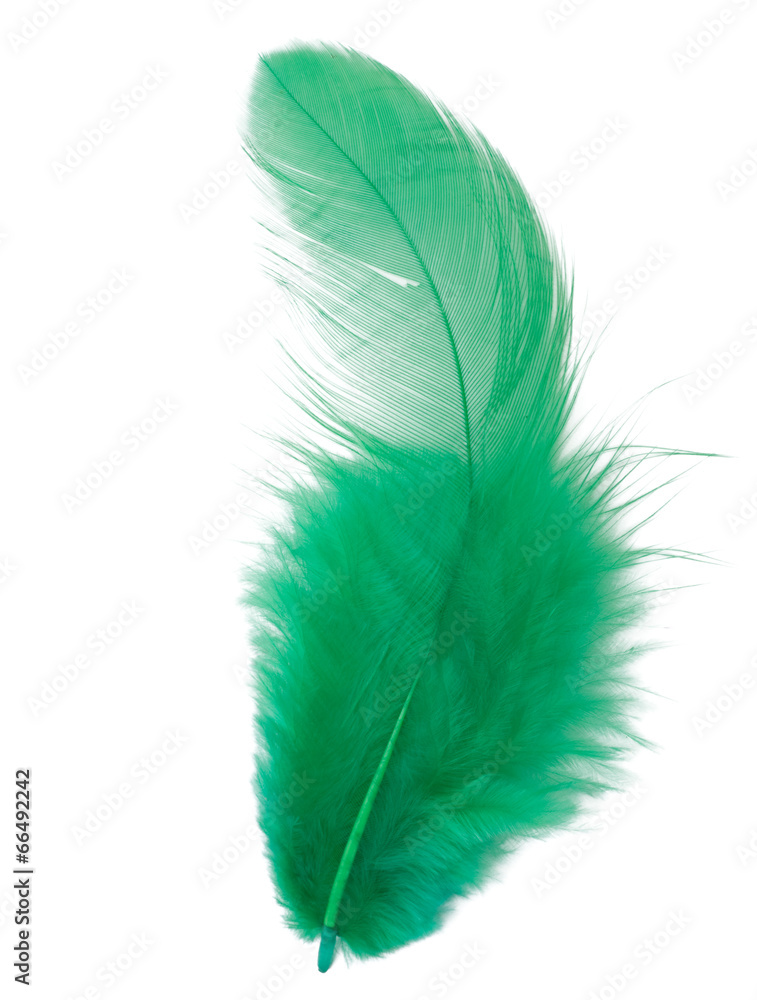Green feather isolated on white background cutout Green feather isolated on white background cutout
