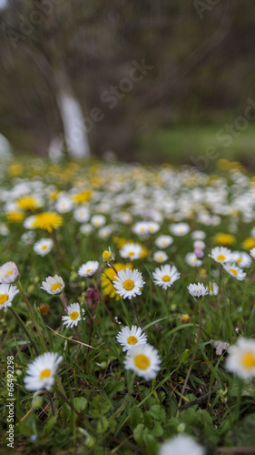 Daisy field