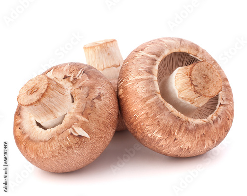 Brown champignon mushroom
