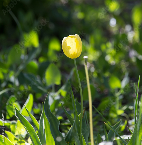 yellow tulip in nature