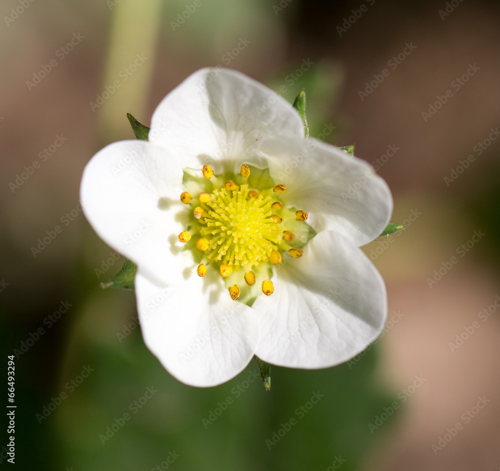 strawberry flowers in nature strawberry flowers in nature