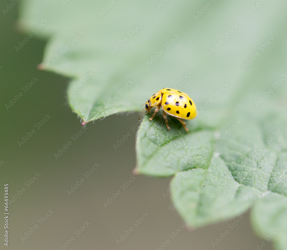 yellow ladybird on nature. macro