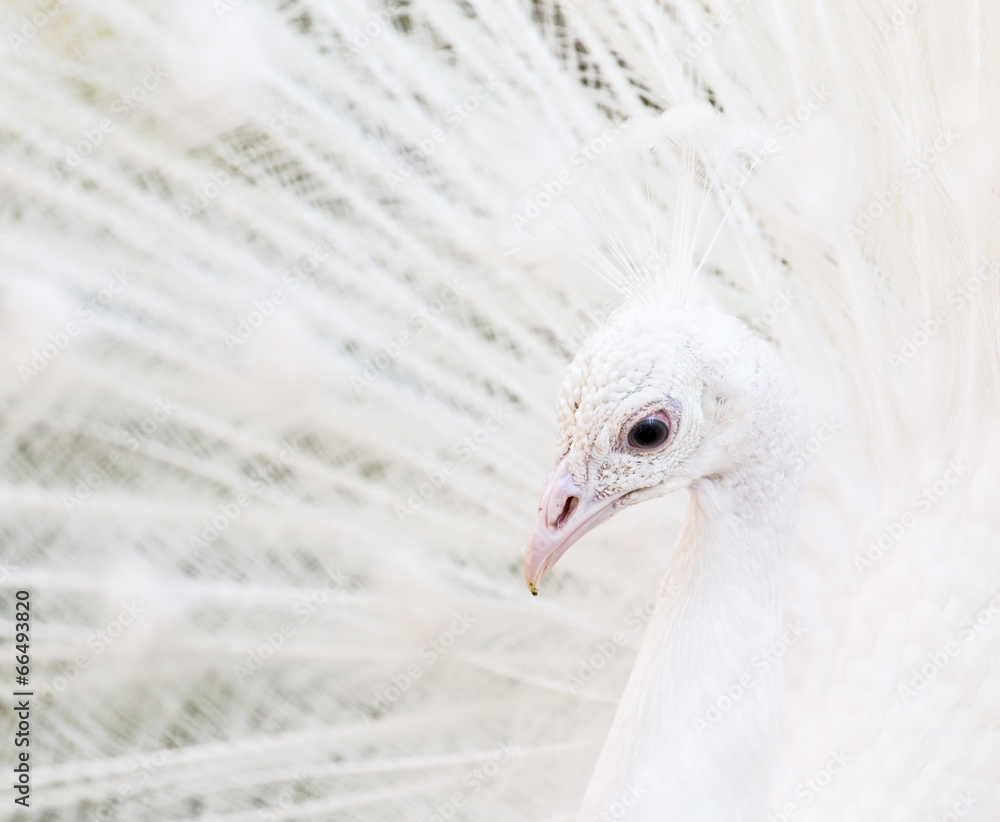 Fototapeta premium beautiful white peacock with feathers out