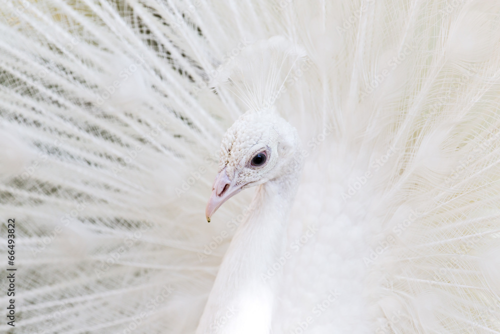 Fototapeta premium beautiful white peacock with feathers out