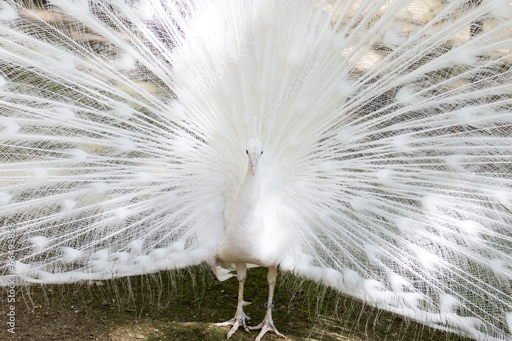 beautiful white peacock with feathers out