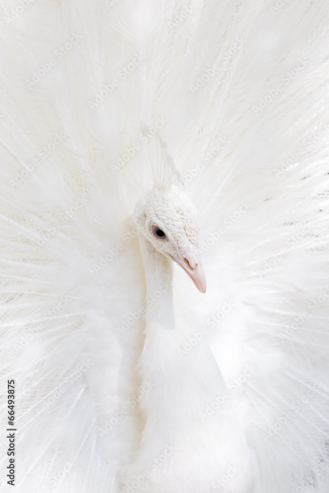 Fototapeta premium beautiful white peacock with feathers out