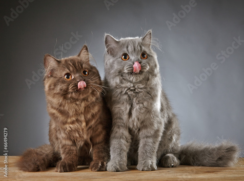 two british longhair kittens photo