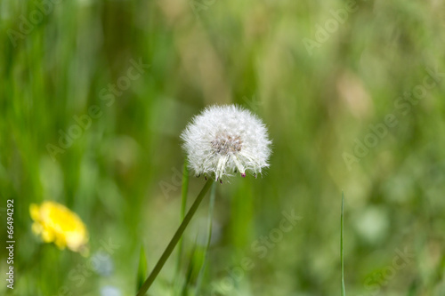 dandelion in nature. macro