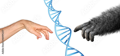 Fotografie Genetic common ancestry concept for evolution of primates