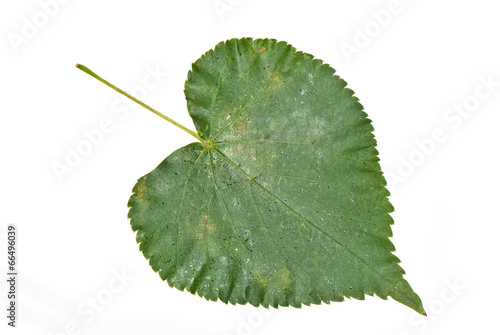 Fotografie poplar leaf