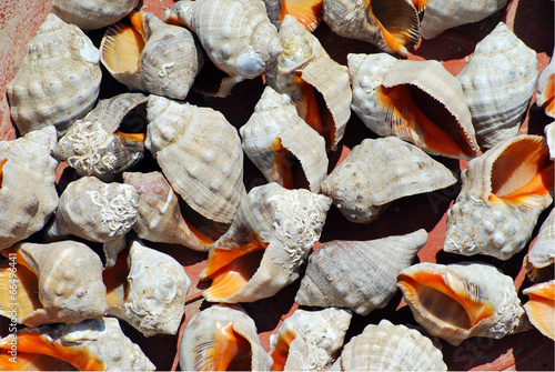 Italian mollusk sea