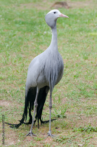 Blue crane standing