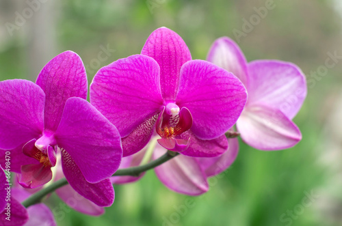 orchid