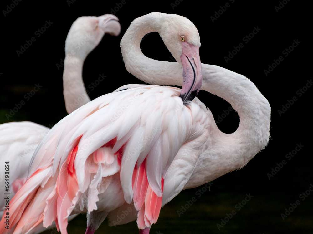Naklejka premium Greater Flamingo bended neck