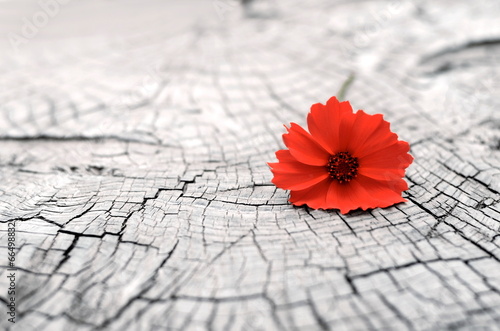 Fototapeta Naklejka Na Ścianę i Meble -  цветок на древесине