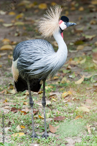 Grey crowned crane standing by side photo