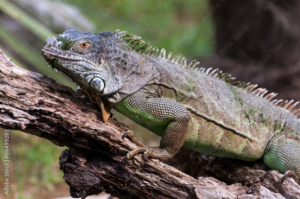 Iguana on a wood closeup