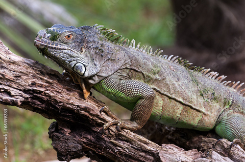 Iguana on a wood closeup