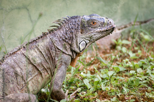 Iguana on zoo portrait