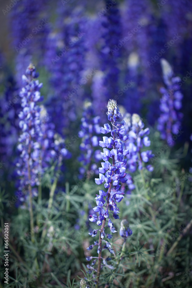 Field of lupines in the foothills of California