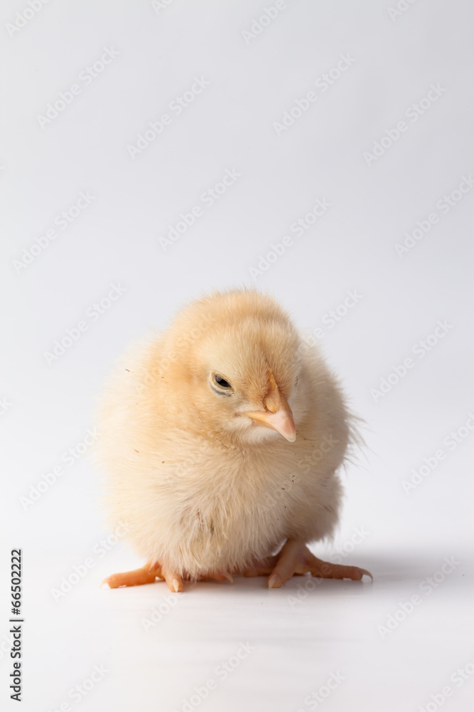 Cute baby Buff Orpington Chick looking down