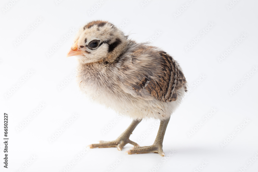 Fototapeta premium Beautiful baby chicken with black, brown, and white feathers on a white background