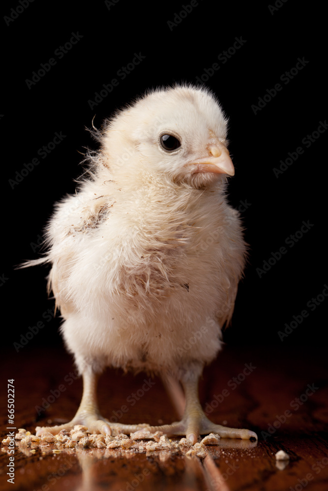 Obraz premium Amaucana baby chick eating feed