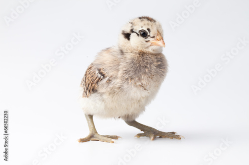 Beautiful baby chick with brown and black feathers looking to the side on a white background