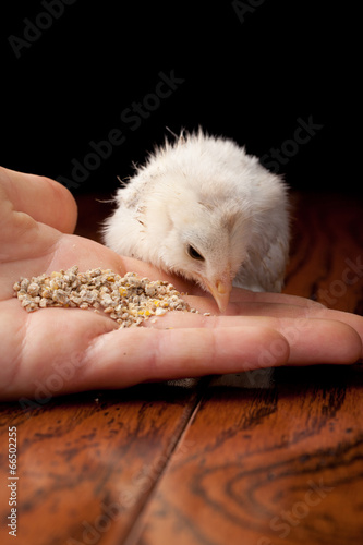 Amaucana baby chick eating feed out of a Caucasian female hand photo