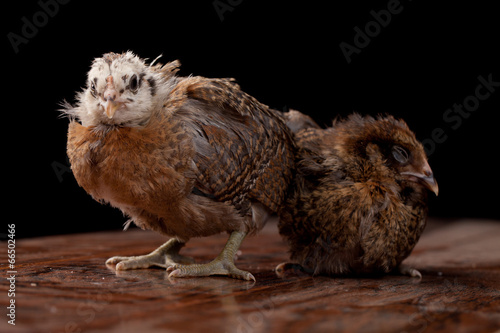 Beautiful adolescent baby chicks on a black background photo