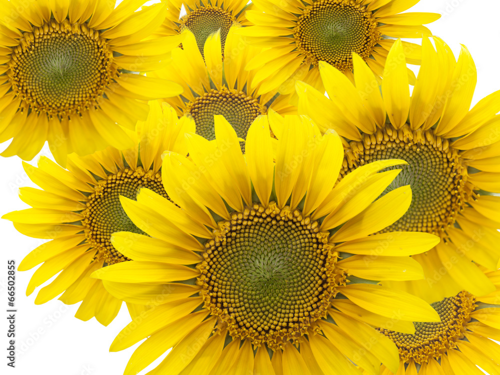 Fototapeta premium sunflowers