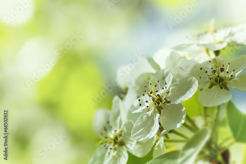 Apple tree blossom on bokeh background