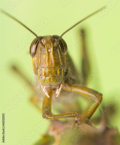 Obraz na płótnie Grasshopper w salonie
