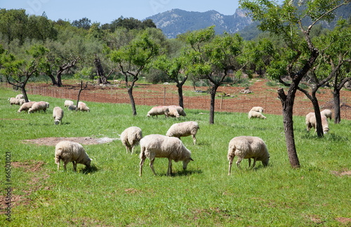 Weidende Schafe auf Mallorca © hardyuno